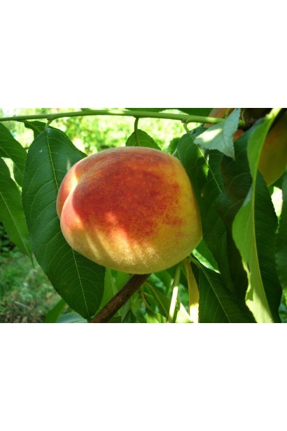 Ранній персик Київський — ідеальний вибір для першого літнього врожаю