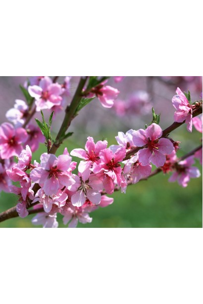 Яскраво-рожеві квіти персика Київський Ранній у період цвітіння