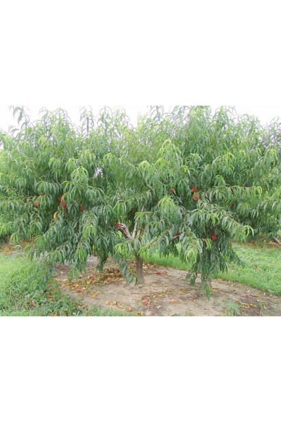 Персик Київський Ранній у квітучій фазі — яскравий акцент весняного саду