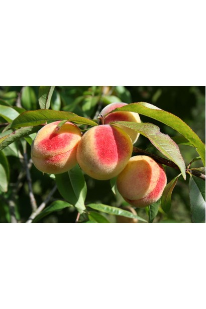 Персик Київський Ранній — великі плоди з ніжною оксамитовою шкіркою
