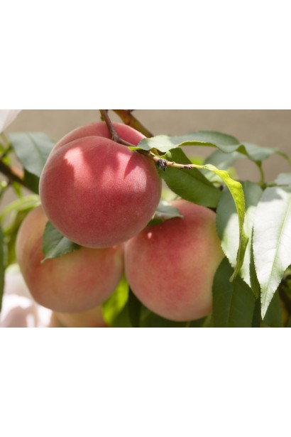 Персик Київський Ранній — соковиті плоди світло-жовтого кольору