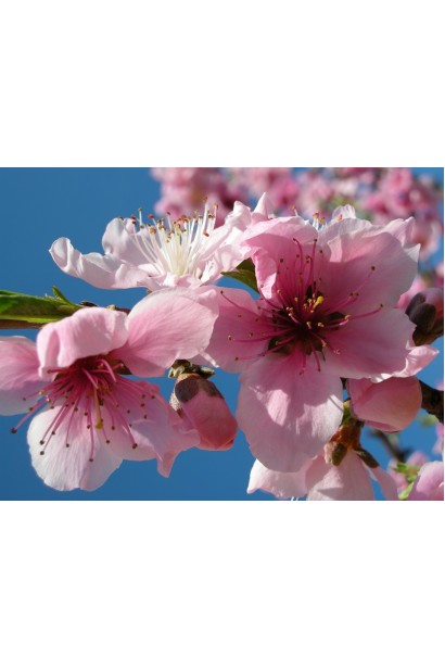 Яскраво-рожеві квіти персика Київський Ранній у період цвітіння