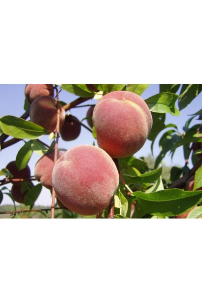 Персик Київський Ранній — сорт із раннім терміном дозрівання