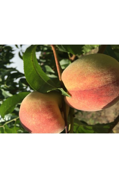 Персик Київський Ранній — соковиті плоди світло-жовтого кольору