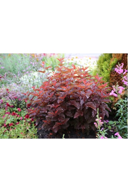 Компактний кущ Літл Ангел для декоративного саду.