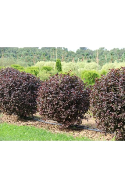 Літл Ангел для створення акценту в композиціях.