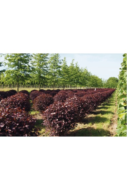 Physocarpus opulifolius Little Angel