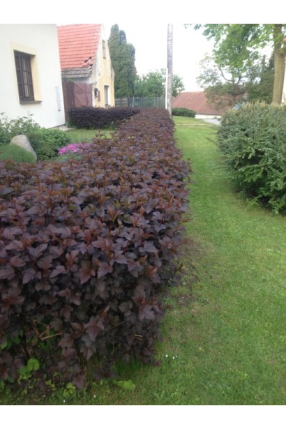 Little Angel створює затишну атмосферу в будь-якому ландшафті.