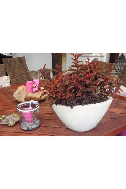 Пухироплідник калинолистий Літл Ангел