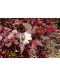 Пухироплідник калинолистий Літл Ангел | Physocarpus opulifolius Little Angel | Пузыреплодник калинолистный Литл Ангел