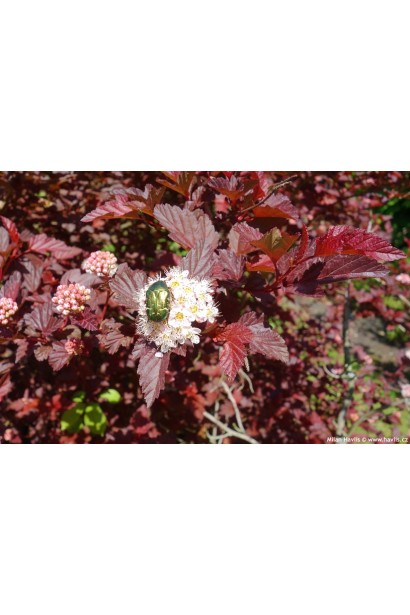 Physocarpus opulifolius Little Angel