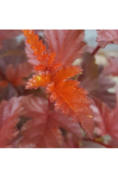 Пухироплідник калинолистий Літл Ангел