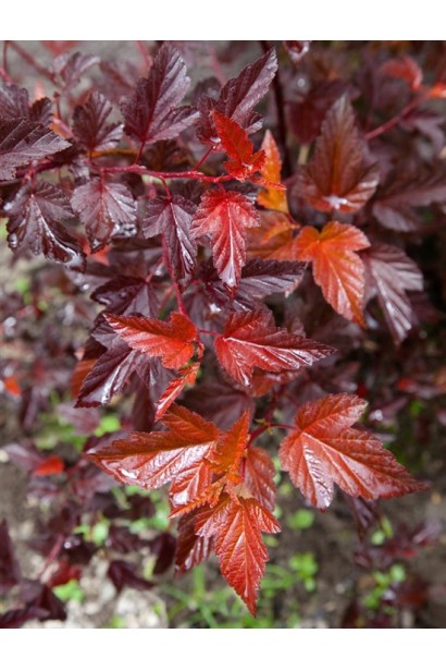 Червонувато-помаранчевий відтінок листя прикрашає сад.
