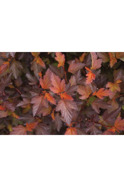 Пухироплідник калинолистий Літл Ангел