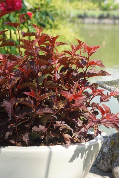 Кущ із дрібними листочками чудово доповнює сад.