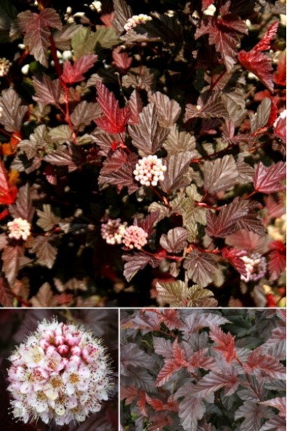 Кущ Літл Ангел з ефектним червоно-бронзовим листям.