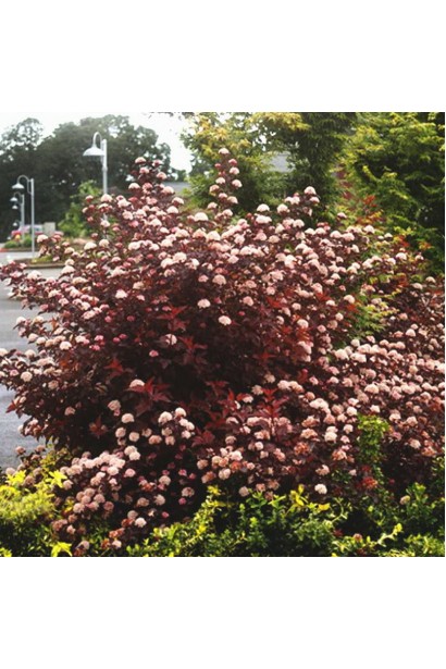 Літл Ангел прикрашає ландшафт своїм насиченим кольором.