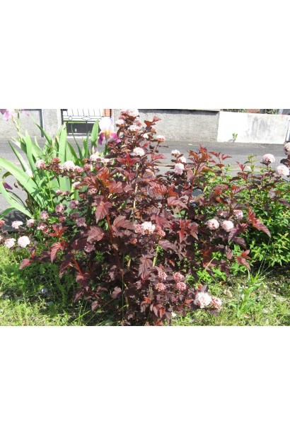 Пухироплідник Леді ін Ред прикрашає ландшафт своїм кольором.