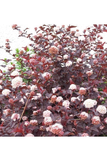 Квітучий кущ пухироплідника для створення живоплоту.