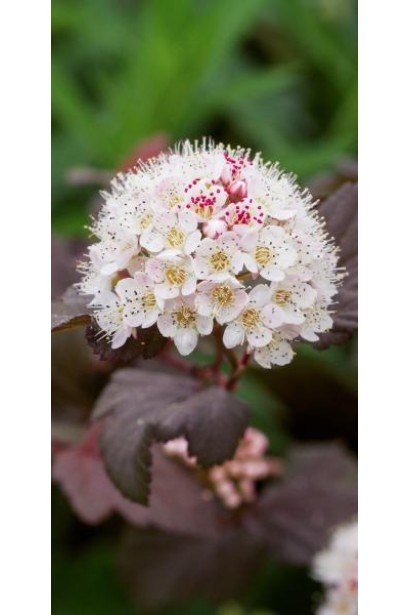 Physocarpus opulifolius Lady in Red