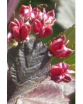 Пухироплідник калинолистий Леді ін Ред | Physocarpus opulifolius Lady in Red | Пузыреплодник калинолистный Леди ин Ред