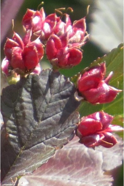 Пухироплідник калинолистий Леді ін Ред