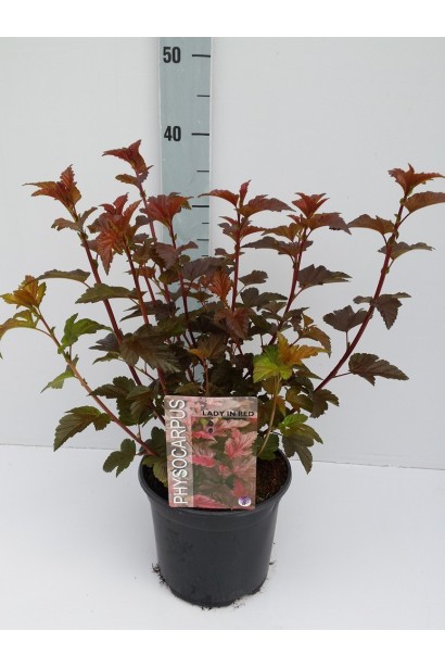 Саджанець Леді ін Ред із насиченим червоним листям.
