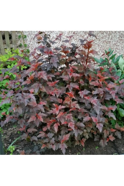 Кущ із бордовим листям чудово доповнює сад.