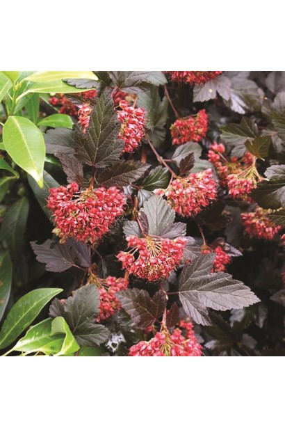 Леді ін Ред — декоративний кущ для саду та парку.