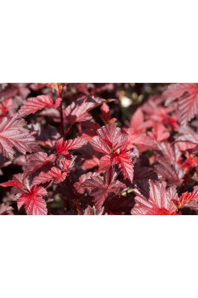 Бордове листя Леді ін Ред гармонійно доповнює ландшафт.