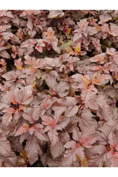 Пухироплідник калинолистий Леді ін Ред