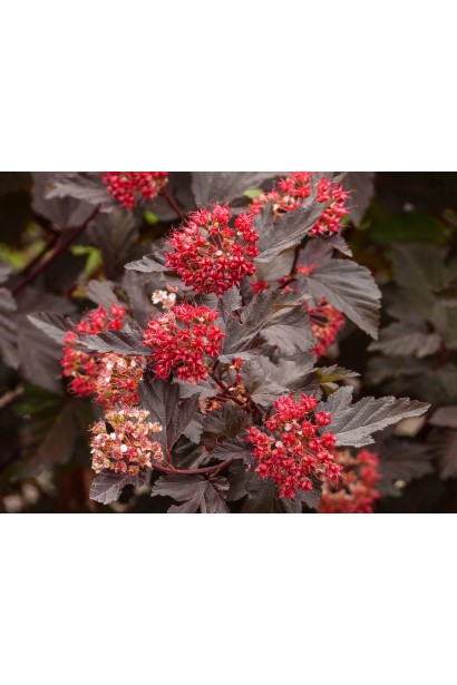 Пухироплідник калинолистий Леді ін Ред