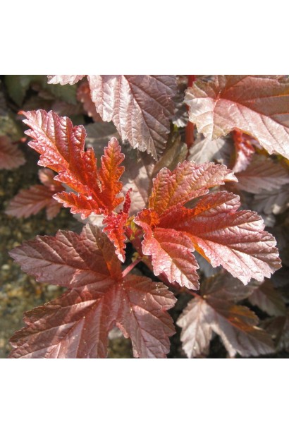 Пухироплідник Леді ін Ред з яскравим бордовим листям.