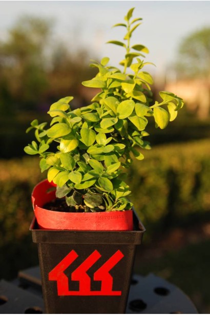 Самшит вічнозелений Маргіната