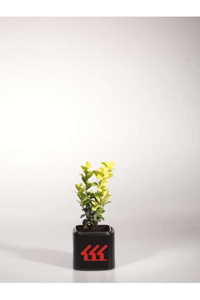 Buxus sempervirens Marginata – декоративний багаторічник