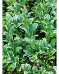 Самшит вечнозелёный Маргината | Buxus sempervirens Marginata | Самшит вічнозелений Маргіната