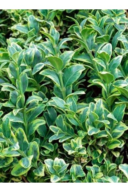 Листя самшиту вічнозеленого Маргіната