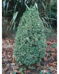 Самшит вічнозелений Маргіната | Самшит вечнозелёный Маргината | Buxus sempervirens Marginata
