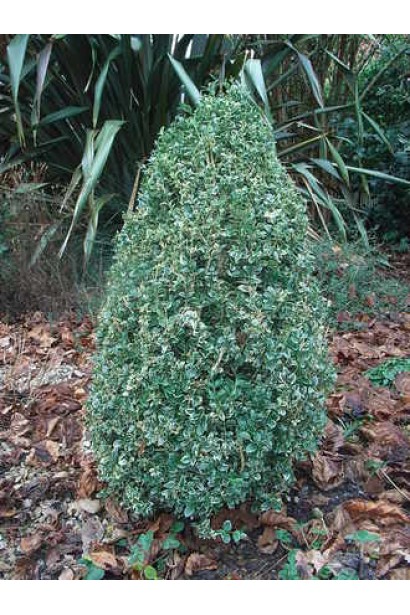 Самшит Маргіната – універсальний для топіару