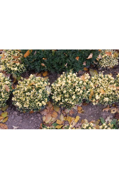 Самшит вічнозелений Маргіната – зелено-жовте листя