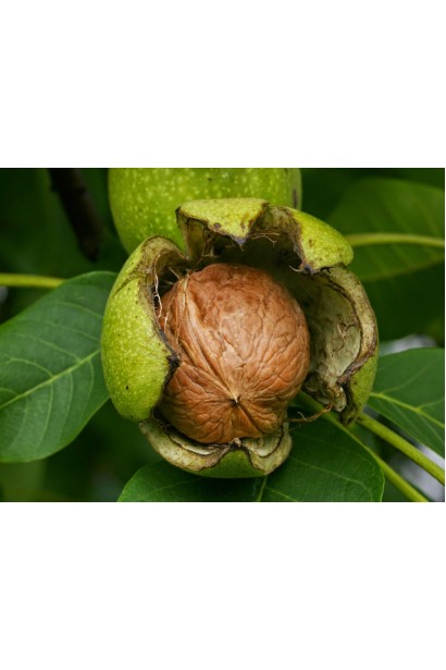 Царський горіх сорту Інтер