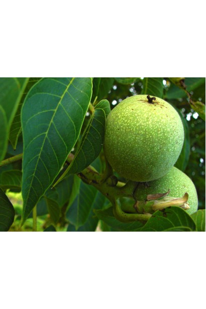 Зелені плоди грецького горіха на гілці, готові до дозрівання