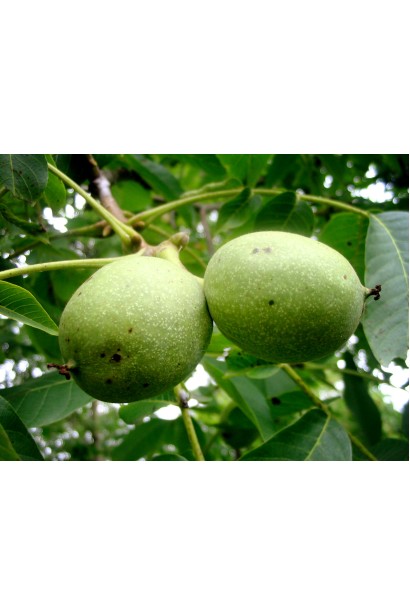 Плоди горіха Кишинівського на дереві