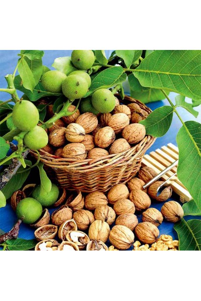 Волоський горіх сорту Кишинівський