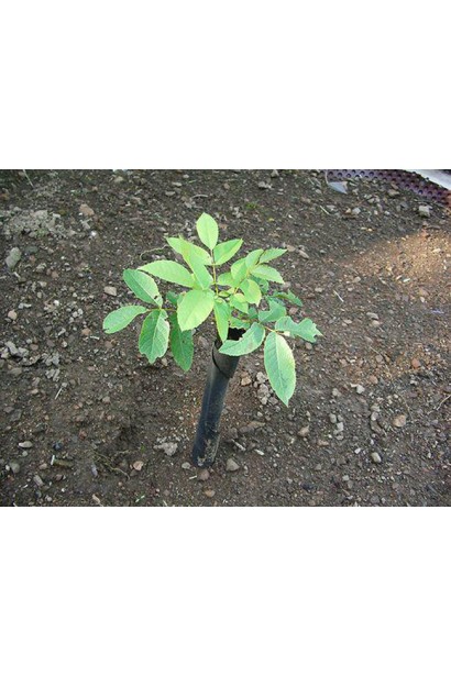 Горіх Кишинівський - саджанець у саду