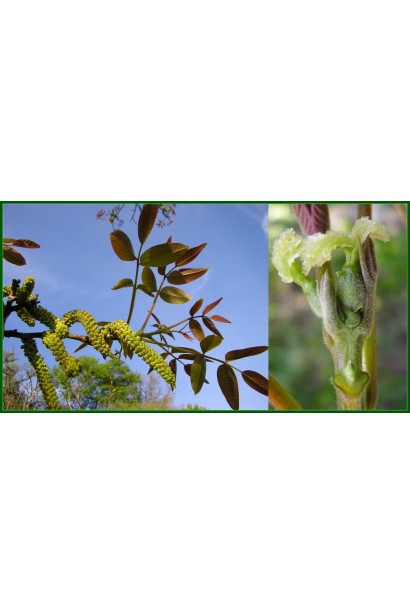 Горіх грецький Кишинівський(щеплений)