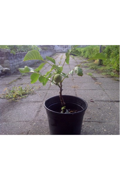 Juglans regia Kishinevskij - саджанець у контейнері