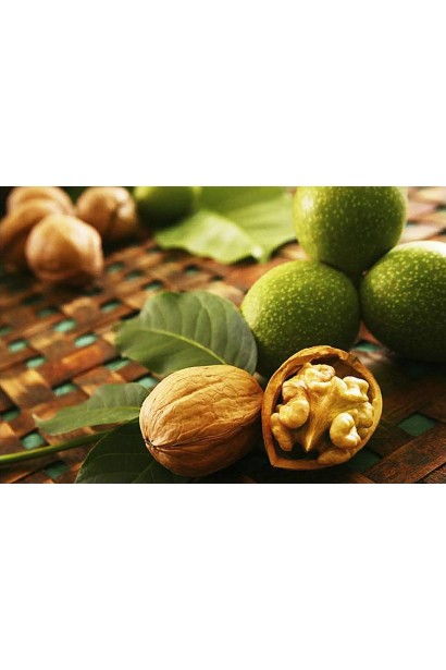 Горіх грецький Кишинівський - великі ядра