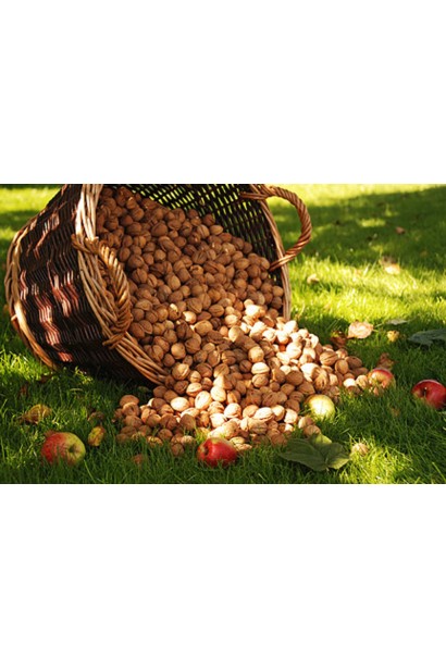 Великі горіхи сорту Кишинівський у кошику