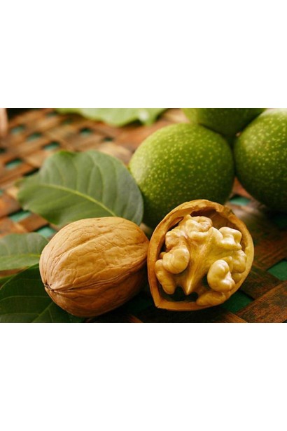 Juglans regia Miroslava 